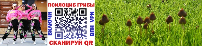 Купить где  Каменка  Галлюциногенные грибы Psilocybine cubensis 